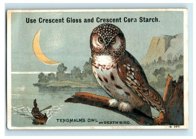1880s Crescent Corn Starch Tengmalm's Owl Death Bird Moon Canoe Lake P219