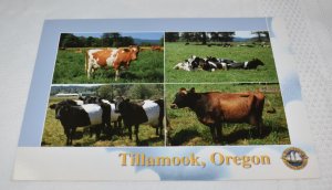 Tillamook County Creamery Association #18253 Cows OR Postcard Impact Northwest
