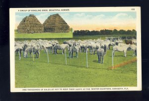 Sarasota, Florida/FL Postcard, Group Of Ringling Bros. Circus Horses