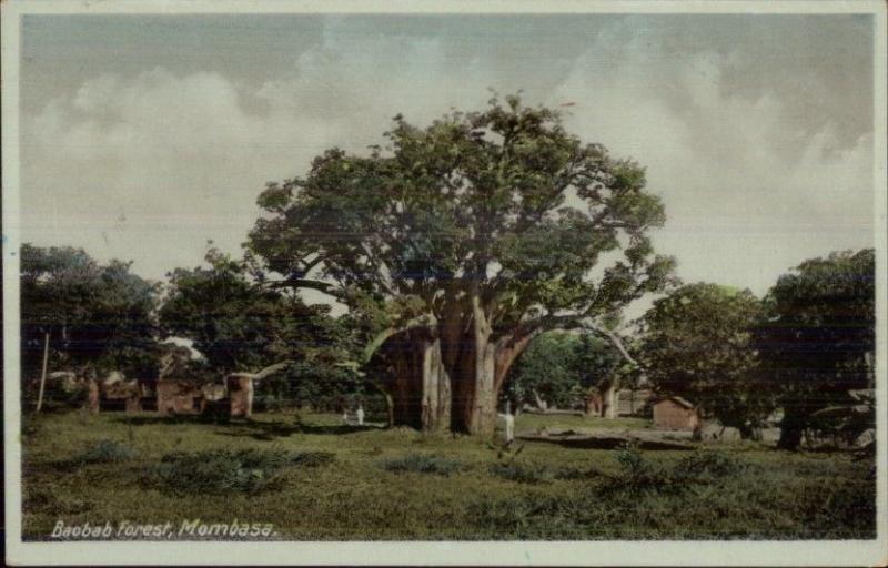 Mombasa Baobab Forest c1920 Postcard