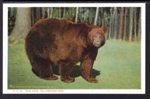 Park Bear,Yellowstone National Park