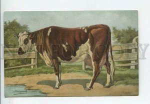 443573 RUSSIAN BUNGART thoroughbred cow Vintage BAGGOVUT postcard