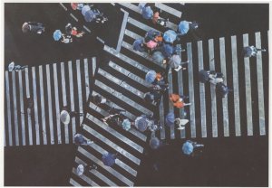 Wacky Umbrellas On Crazy Traffic Zebra Crossing Aerial Postcard