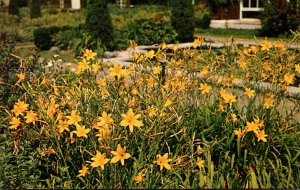 Misouri St Louis Shaw's Garden Day Lillies In Bloom