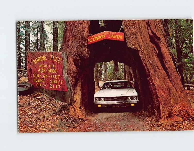 Postcard Original Drive-Thru Tree, Shrine Drive-Thru Tree Park, Myers Flat, CA