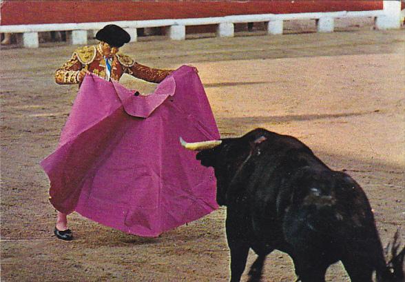 Bull Fighting Toros Citation Of Cape