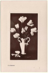 Cyclamen, Still Life Flowers, Antique Davidson Bros. Real Photo Postcard, RPPC