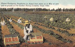 Osage Iowa c1910 Postcard The Gardner Nursery Company Picking Strawberries