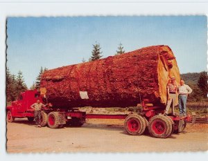 Postcard Giant Fir Log