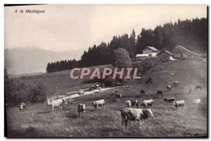 Old Postcard On The Mountain Cows