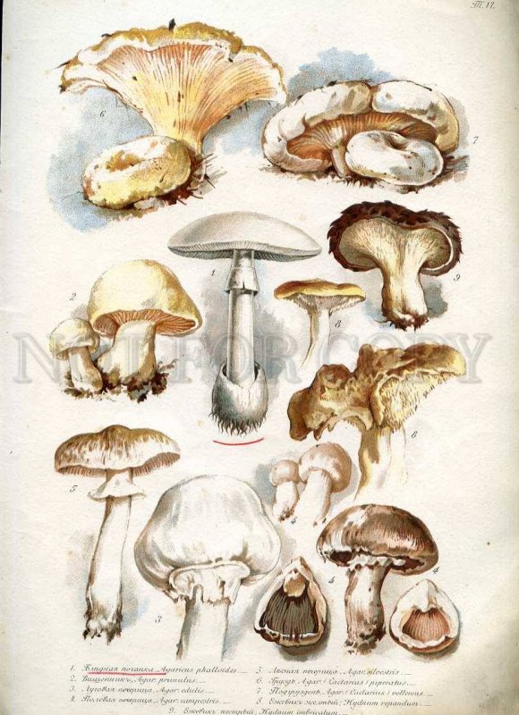 230768 1888 BEM Boehm mushrooms Book with 8 Lithographs