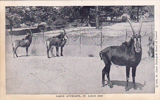 Sable Antelope Saint Louis Zoo Saint Louis Missouri 1946