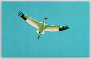 Animals~Whooping Crane In Flight Color Photo @ Saskatchewan Museum~Vtg Postcard