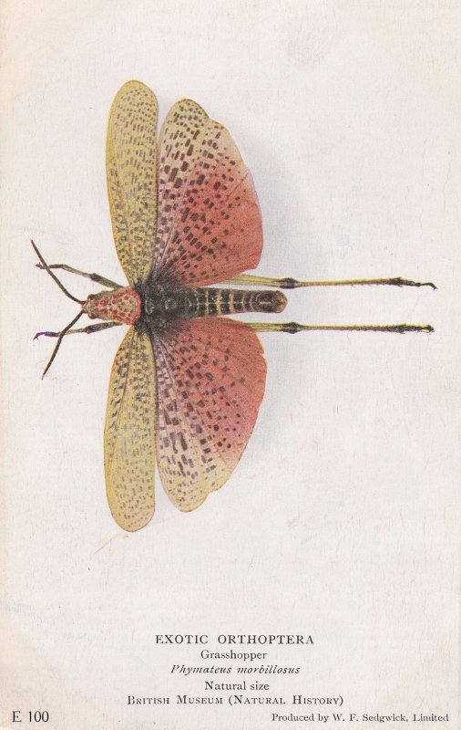 Phymateus Morbilloscus Grasshopper Antique Exotic Orthoptera Insect Postcard