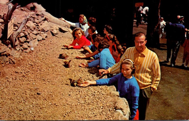 Colorado Colorado Springs Feeding Chipmunks At Seven Falls