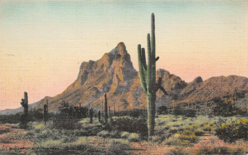 Saguaro Cactus at Picacho, Arizona, Early Hand Colored Linen Postcard, Unused 