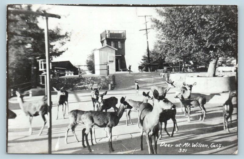 Postcard CA Mt Wilson Deer Herd at Mount Wilson RPPC Photo P14