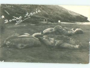 rppc 1969 SEALS LYING ON THE BEACH AC8126