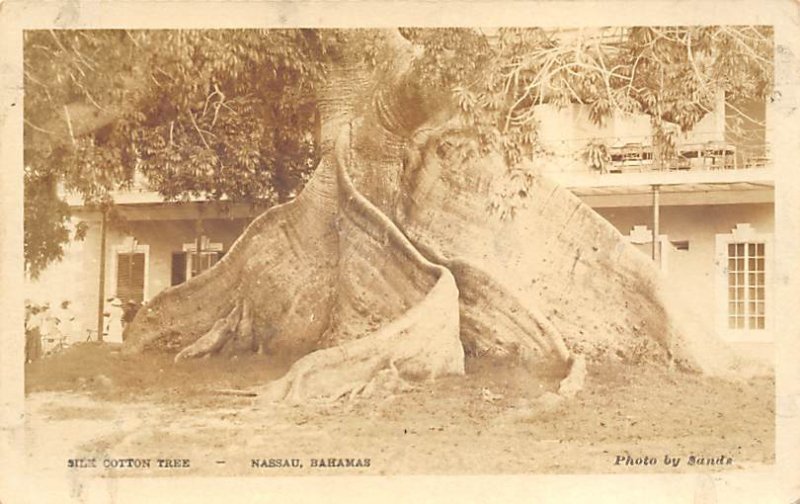 Silk Cotton Tree Real photo Nassau in the Bahamas Unused 