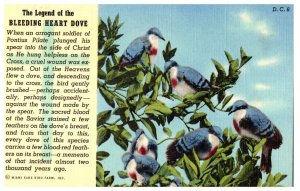 The Legend of the Bleeding Heart Dove Rare Bird Farm Miami Florida Postcard