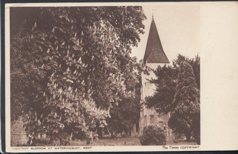 Kent Postcard - Chestnut Blossom at Wateringbury    RS11500