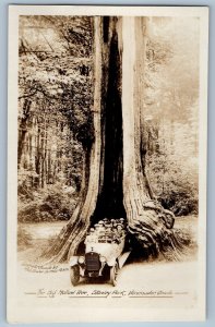 Vancouver BC Canada Postcard Big Hollow Tree Stanley Park c1920's RPPC Photo
