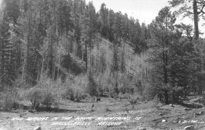 RPPC, Springerville AZ Arizona  WILD TURKEYS~White Mountains  ca1940's Postcard