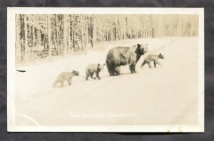 dc966 - YELLOWSTONE PARK 1920s Black Bears Real Photo Postcard