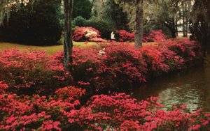 Vintage Postcard Middleton Gardens America Oldest Landscaped Gardens Charleston