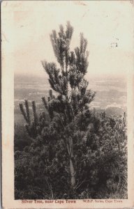 South Africa Silver Tree Near Cape Town Vintage Postcard C155