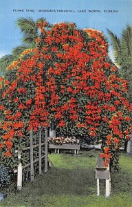 Flame Vine Bignonia Venusta - Flowers, Florida FL  