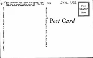 Postcard NATURE SCENE Amarillo Texas TX AM8112