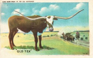 Vintage Postcard 1943 Long Horn Steer Of The Old Southwest Old Tex SC & Co. Pub.