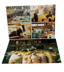 2 Melton Mowbray Cattle Market Vintage Postcards Published For Mercury News Shop
