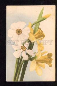 3050987 White & Yellow NARCISSUS vintage PC