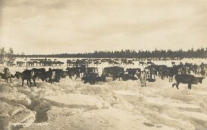 Sweden Arvidsjaur reindeer herd photo postcard