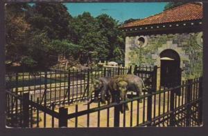 Elephants,Baltimore Zoo,Baltimore,MD Postcard 