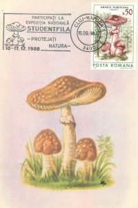 Romania set of 11 maximum cards 1988 mushrooms that can be eaten topic postcards 