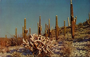 Arizona Winter Scene Saguaro and Cholla Cactus