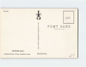 Postcard Herring Gull