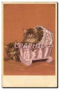 Old Postcard Cat Kitten Cats
