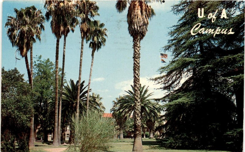 University of Arizona postcard vintage postcard