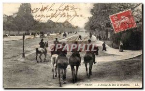 Old Postcard The Paris Avenue Bois de Boulogne Horse Horse