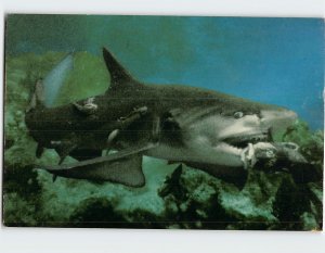 Postcard Lemon shark seizes bait fish in its razor sharp teeth