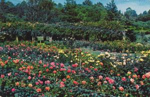 Municipal Rose Garden by Little Theatre on Pogue Street Raleigh North Carolina