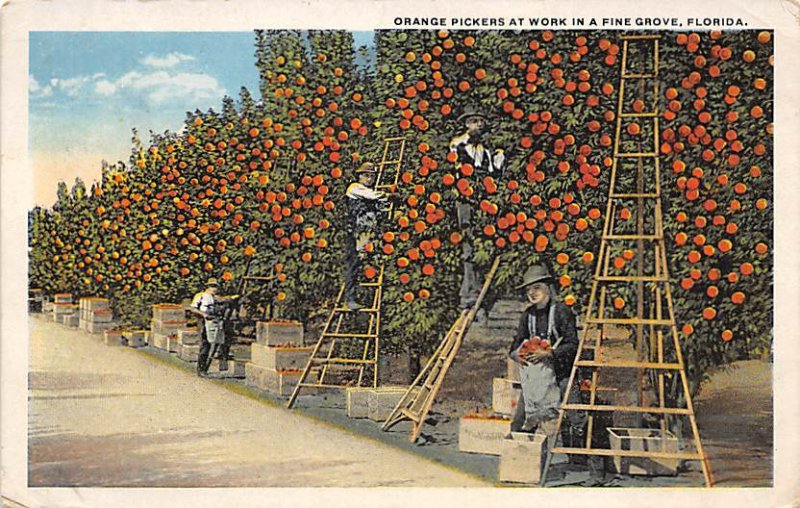 Orange Pickers Florida, USA Fruit Assorted 1923 