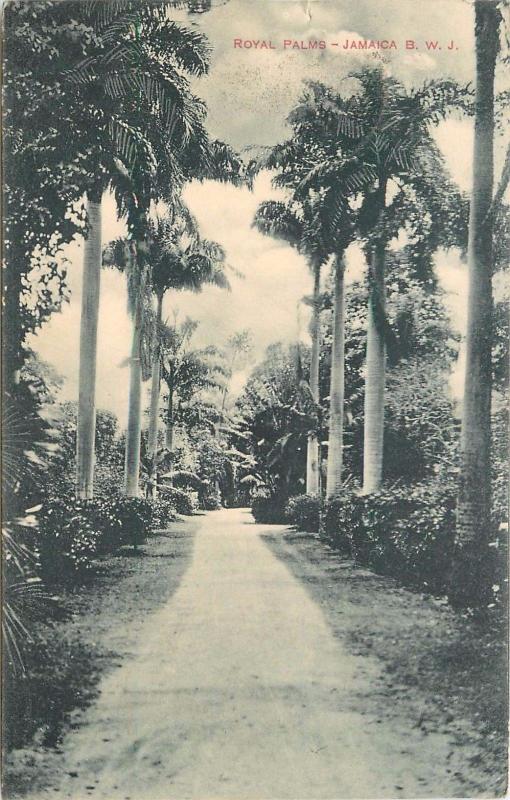 1912 Postmark On Royal Palms. Jamaica B. W. I. Divided Back Postcard