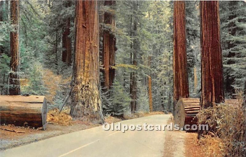 Sequoia Sempervirens California Redwoods, USA Logging, Timber Unused 