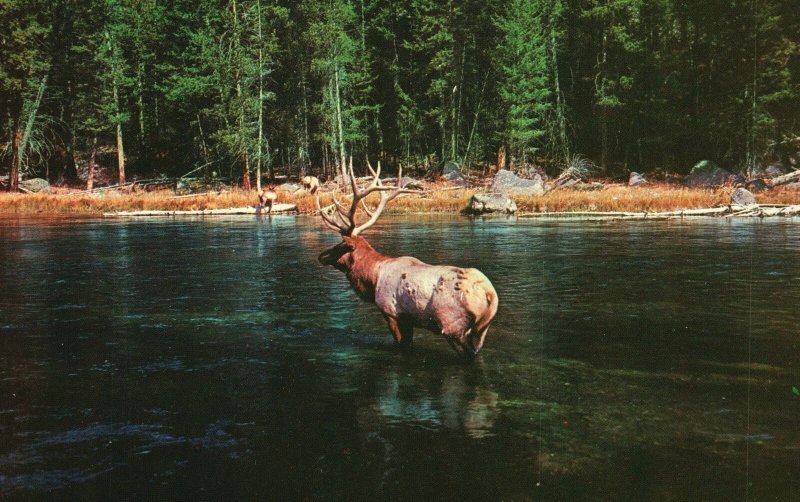 Vintage Postcard Montana Bull Elk Polygamous of all the Stag Family Animal