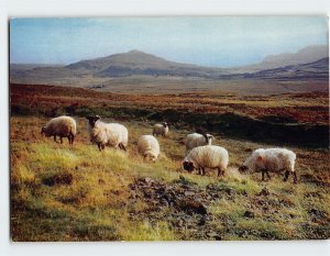 Postcard Highland Black-face Sheep, Scottish Highlands, Scotland